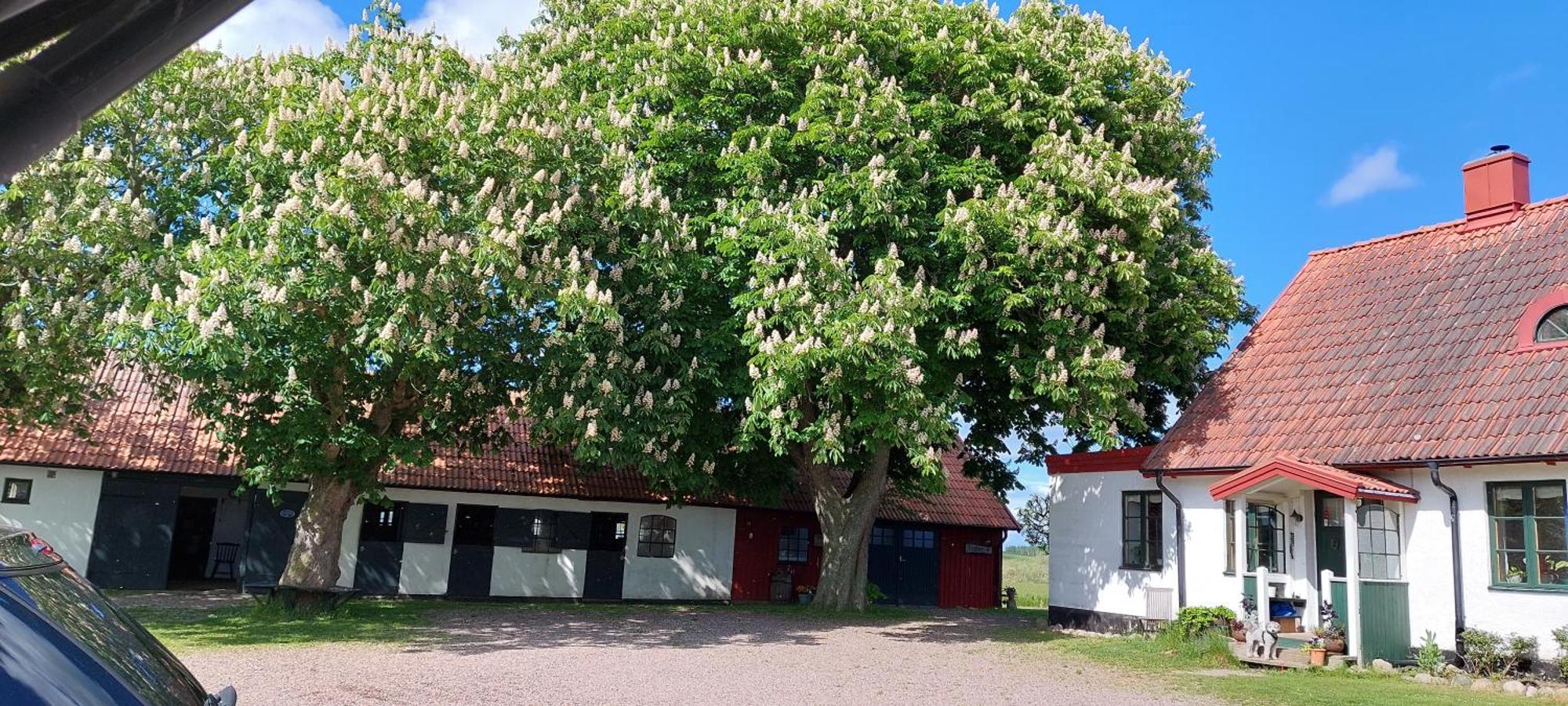 Lantligt Och Lugnt Boende Naera Natur Och Stad Svedala Luaran gambar