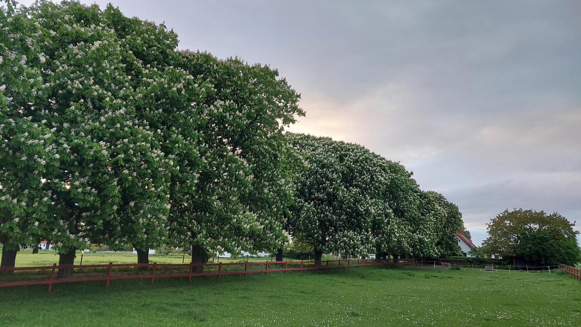 Lantligt Och Lugnt Boende Naera Natur Och Stad Svedala Luaran gambar